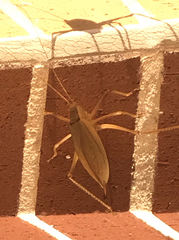 Lea floridensis