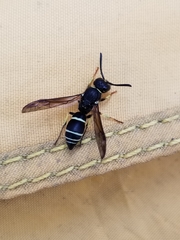 Ancistrocerus albolacteus