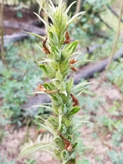 Pedicularis bracteosa