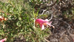 Eremophila maculata