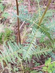 Pedicularis bracteosa