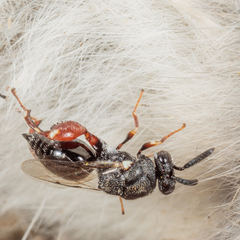 Brachymeria podagrica