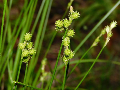 fescue sedge (Carex festucacea)