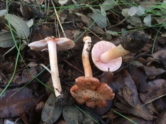 Inocybe roseifolia
