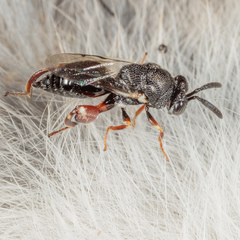 Brachymeria podagrica