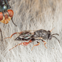 Brachymeria podagrica