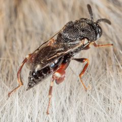 Brachymeria podagrica