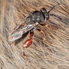 Brachymeria podagrica