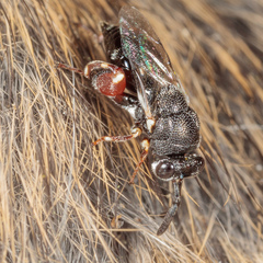 Brachymeria podagrica