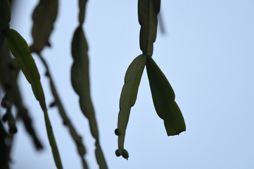 Rhipsalis micrantha (Rhipsalis micrantha)