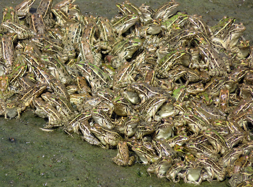 Rio Grande Leopard Frog