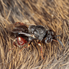 Brachymeria podagrica