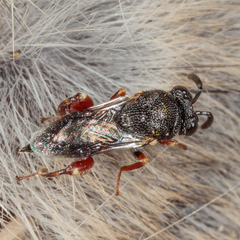 Brachymeria podagrica