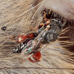 Brachymeria podagrica