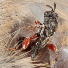 Brachymeria podagrica