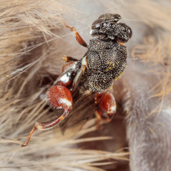 Brachymeria podagrica