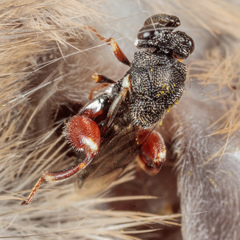 Brachymeria podagrica