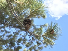 Pinus leiophylla