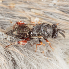 Brachymeria podagrica