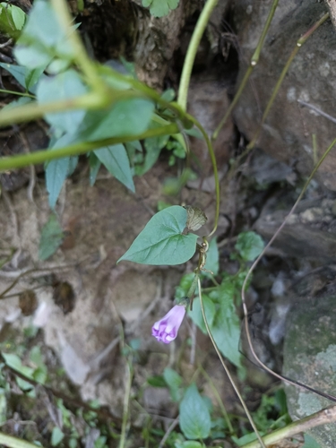 Image of Ipomoea dumetorum by no rights reserved