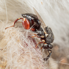 Brachymeria podagrica