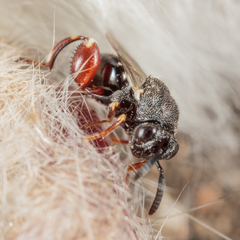 Brachymeria podagrica