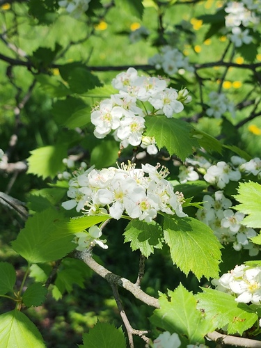 Crataegus laurentiana