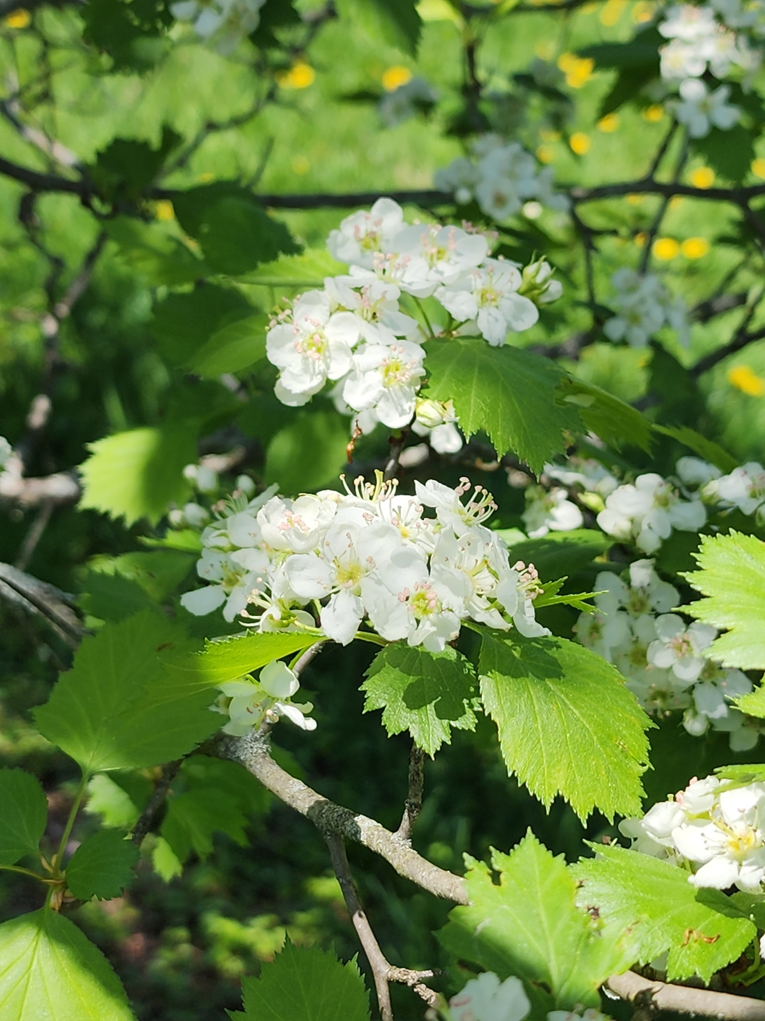 Crataegus laurentiana