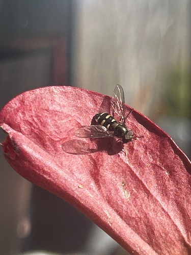 Bare-winged Aphideater photo 2