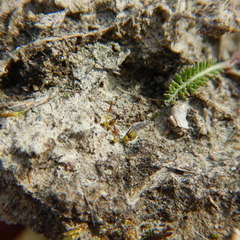 Pterygoneurum ovatum