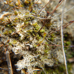 Pterygoneurum ovatum