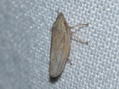 Prairiana