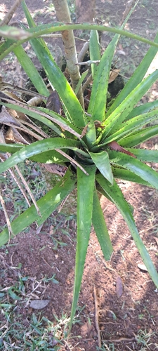 Canistrum triangulare