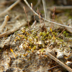 Pterygoneurum ovatum