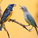 Blue-and-yellow Tanager - Photo (c) Dario Sanches, some rights reserved (CC BY-NC-SA)