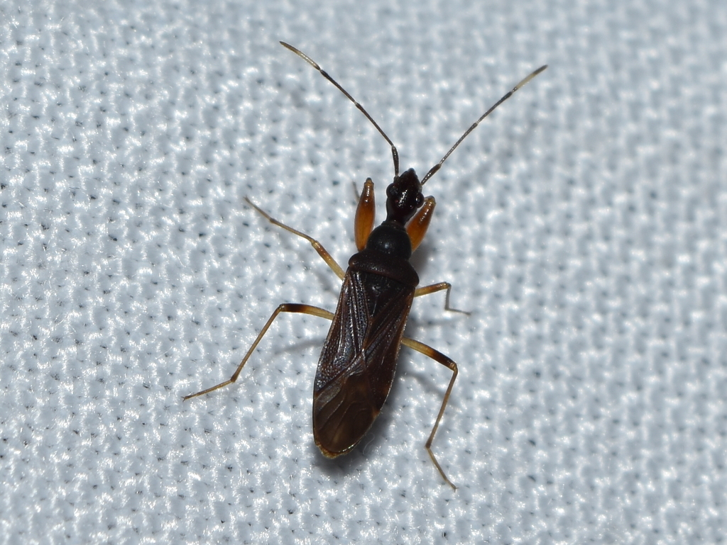 Heraeus itzelae