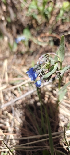 Image of Mertensia lanceolata by (c) Mark Jones, some rights reserved (CC BY)