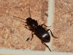 Stenomorphus californicus