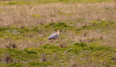 Theristicus branickii