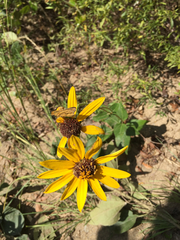 Helianthus silphioides