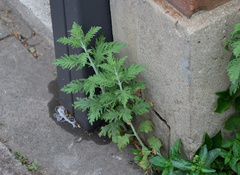 Russian sage (Salvia yangii)