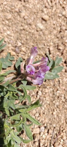 Image of Astragalus shortianus by (c) Mark Jones, some rights reserved (CC BY)