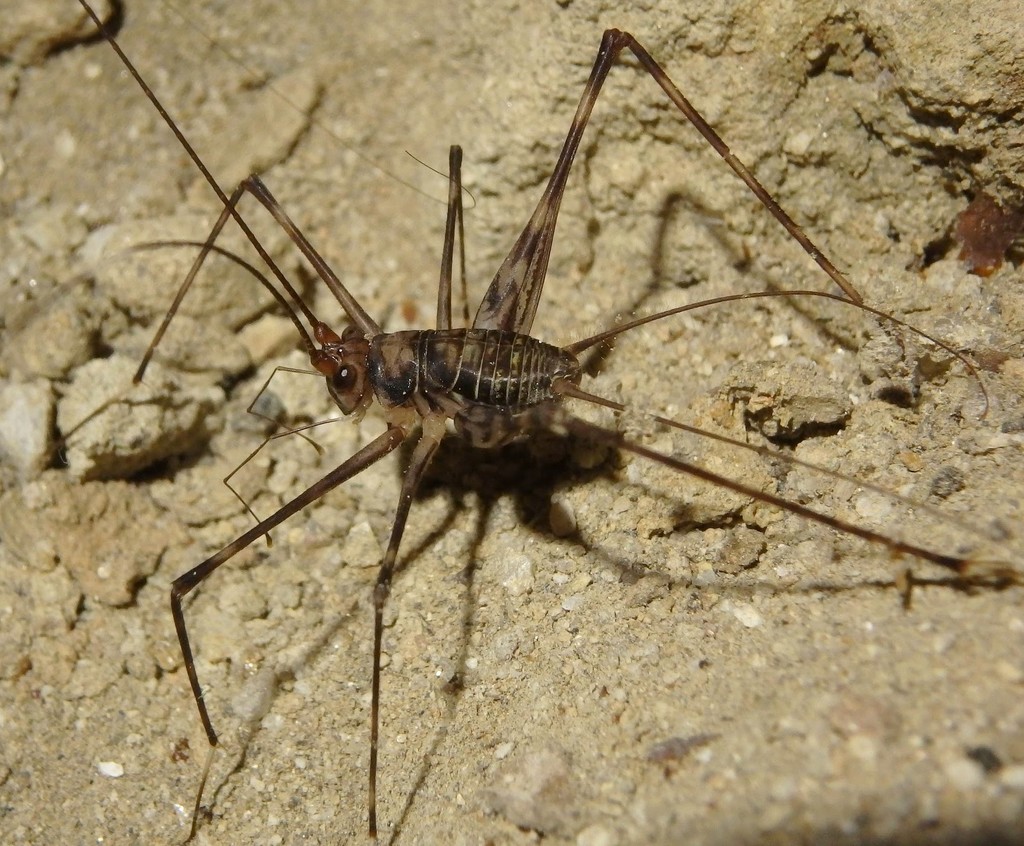 Arachnomimus