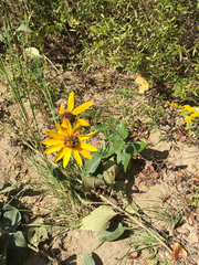 Helianthus silphioides