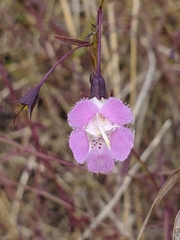 Agalinis strictifolia