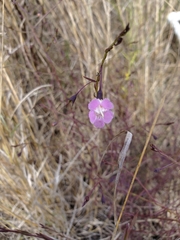 Agalinis strictifolia
