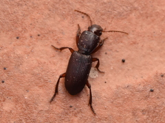 Stenomorphus californicus