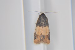 Bryolymnia