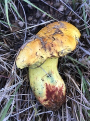Boletus holoxanthus