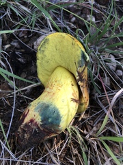 Boletus holoxanthus